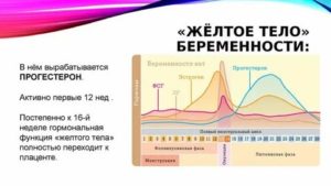 Сколько дней живет желтое тело до месячных