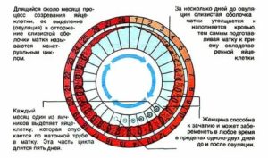 Почему между месячными маленький период времени