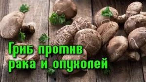 Лечение рака простаты грибами шиитаке