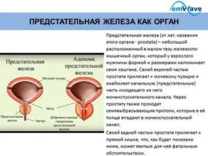 Органотропное действие на предстательную железу что это