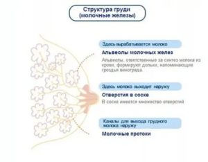 Почему после овуляции и до месячных набухает грудь