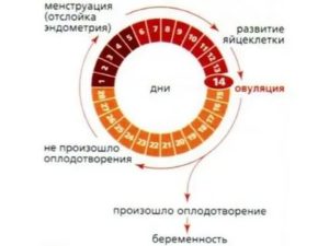 Может ли сохранена беременность после месячных