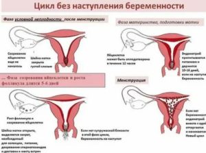 Почему могут не регулярно идти месячные если ты девственница