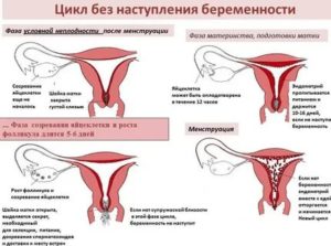 Почему могут прекратиться месячные на середине цикла