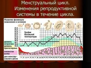 Как меняется температура тела в менструальном цикле