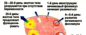 Почему во время месячных нервное состояние