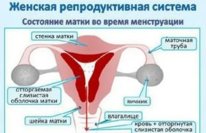 Почему увеличивается продолжительность месячных