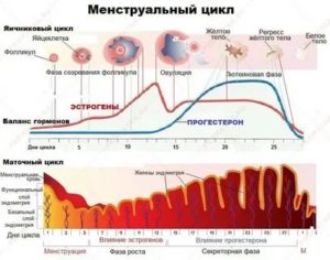 Когда нормализуется менструальный цикл после дюфастона