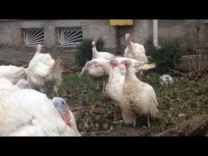 Почему дерутся месячные индюшата
