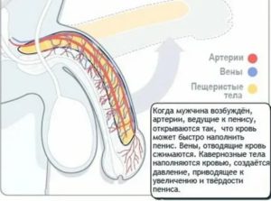 Почему трудно писать при эрекции