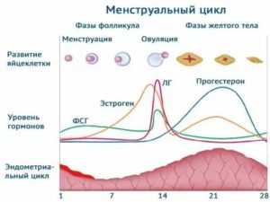 Что происходит во вторую фазу менструального цикла