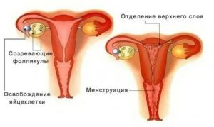 Почему может быть задержка месячных после потери девственности