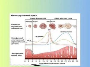 Что происходит в организме во время месячных гормоны