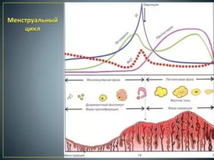 Что происходит в организме во время месячных гормоны