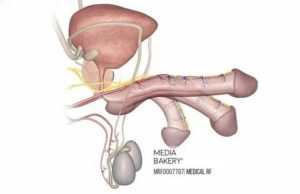 Может ли быть врожденная импотенция