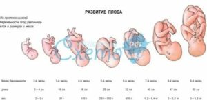 Сколько весят 7 месячные дети в утробе