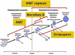 Бесплодие у женщин низкий амг