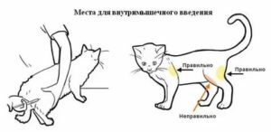 Куда колоть ношпу коту при цистите