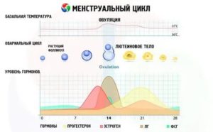 Что делать если после прогестерона не пришли месячные