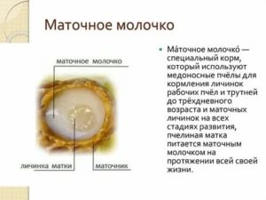 Можно ли принимать пчелиное маточное молочко при онкологии