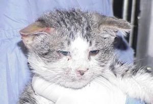 Могут ли коты заболеть вич