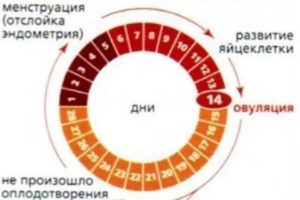 Может при не регулярных месячных наступить беременность