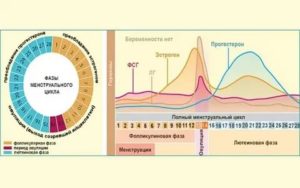 Что происходит во вторую фазу менструального цикла