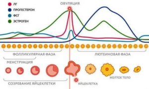 Что такое менструальный цикл схема