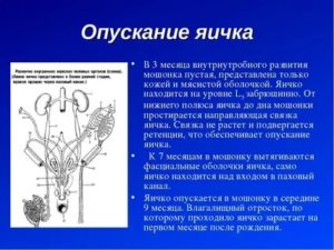 Когда опускаются яички у мальчиков узи