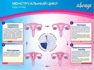 Почему месячные бывают только два раза в год