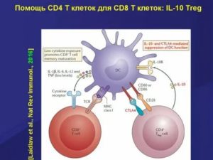 Что такое cd4 cd8 при вич