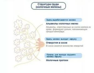 Как увеличивается соски у женщин при эрекции