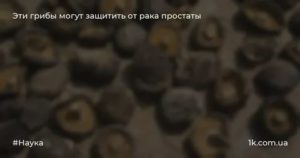 Лечение рака простаты грибами шиитаке