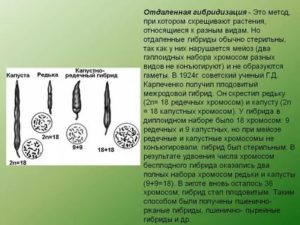 Гибриды полученные путем отдаленной гибридизации бесплодны так как у них