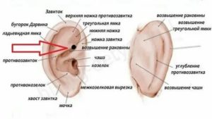 Какую точку массировать при цистите