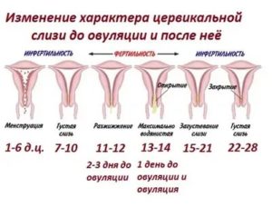 Можно ли почувствовать приближение месячных