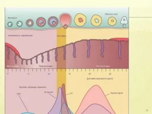 Что такое менструальный цикл схема