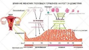 Как растет эндометрий на противозачаточных