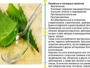 Можно ли принимать алоэ при цистите