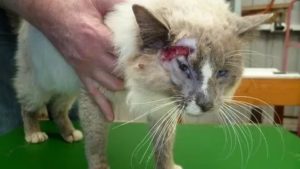 Могут ли коты заболеть вич