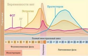 Как гормоны щитовидной железы влияют на менструальный цикл