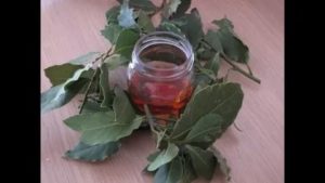 Как готовить отвар из лаврового листа для вызывания месячных