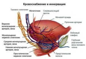 Основные источники кровоснабжения предстательной железы