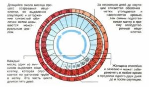 Может ли забеременеть если месячные длятся 2 дня