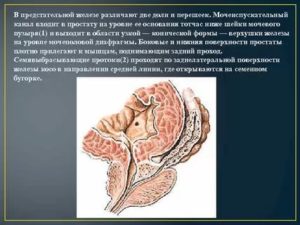 С образованием средней доли предстательной железы