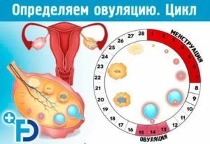 Что такое овуляция у женщин это месячные или нет