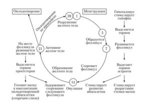 Что такое менструальный цикл схема