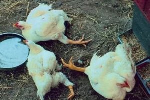 Почему дохнут месячные бройлеры что делать
