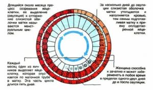 Можно ли забеременеть при грудном вскармливании если нет месячных 4 месяца
