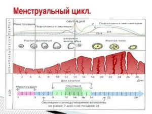 Что делать если месячные идут не по графику